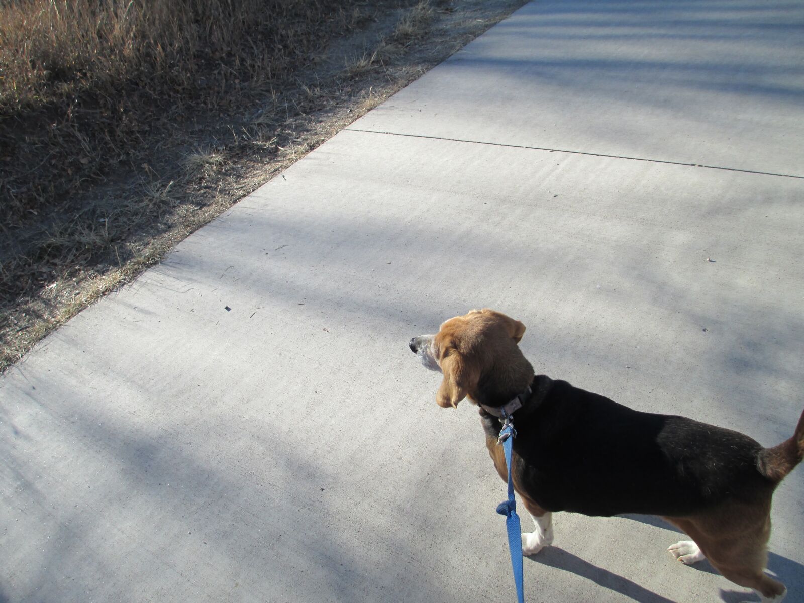 Canon PowerShot A4000 IS sample photo. "Beagle, outdoors, canine" photography