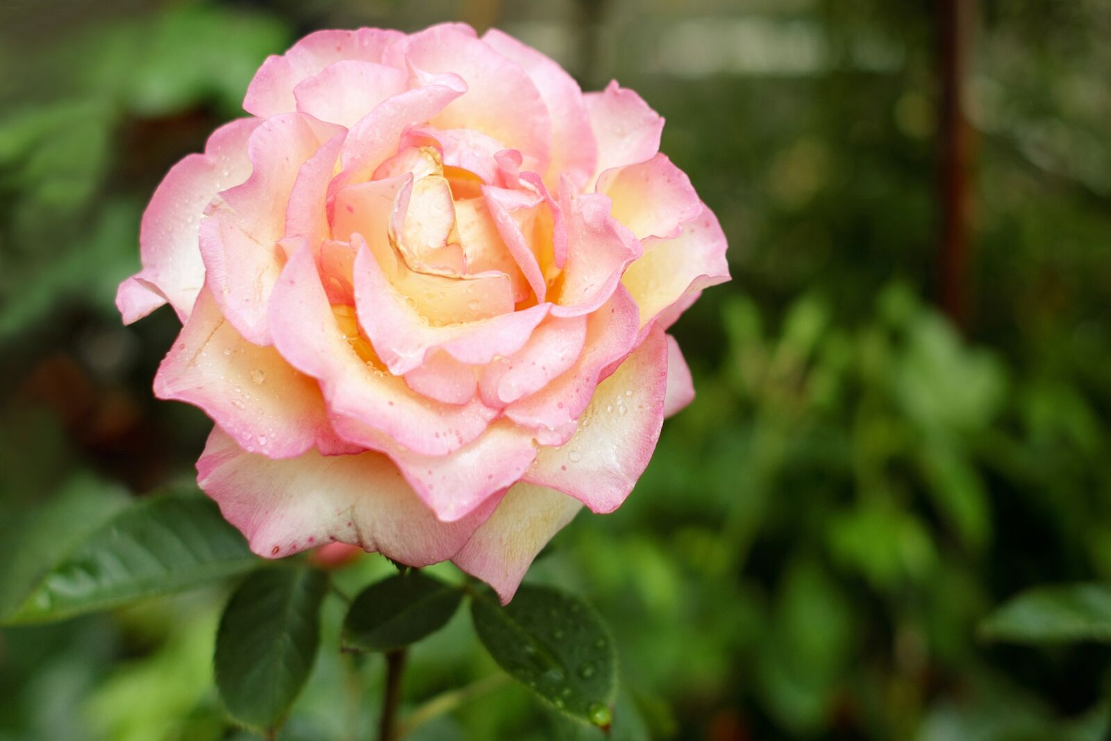 Fujifilm X-T10 + Fujifilm XF 35mm F1.4 R sample photo. Rose, flower, blossom photography