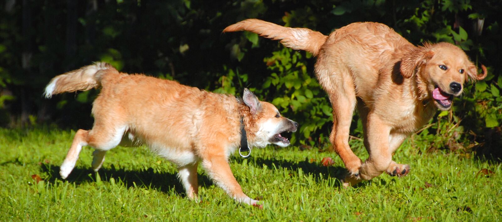 Nikon D200 sample photo. Dogs, puppies, play photography