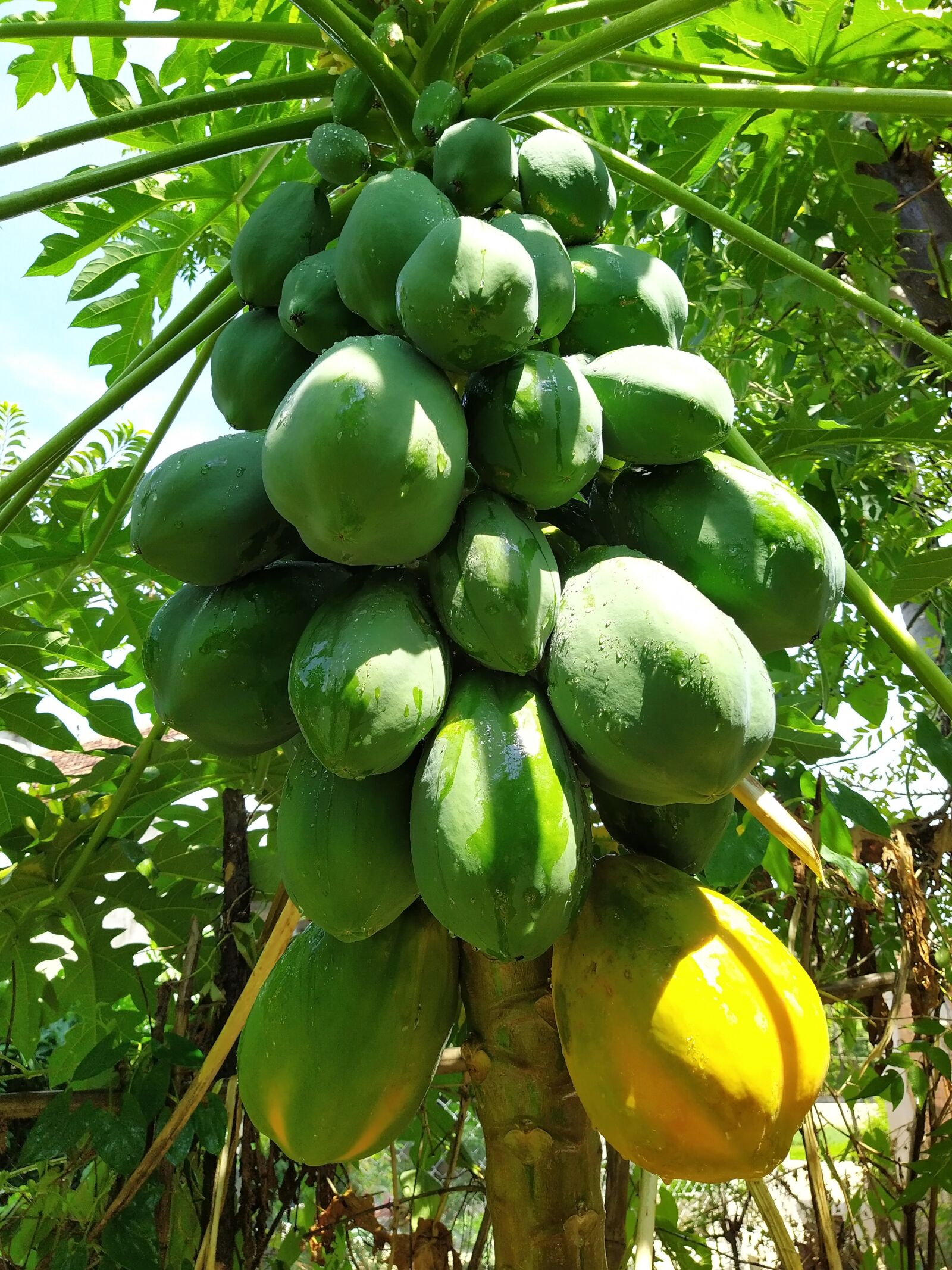 HMD Global Nokia 7.2 sample photo. Tree, enough, ripe fruit photography
