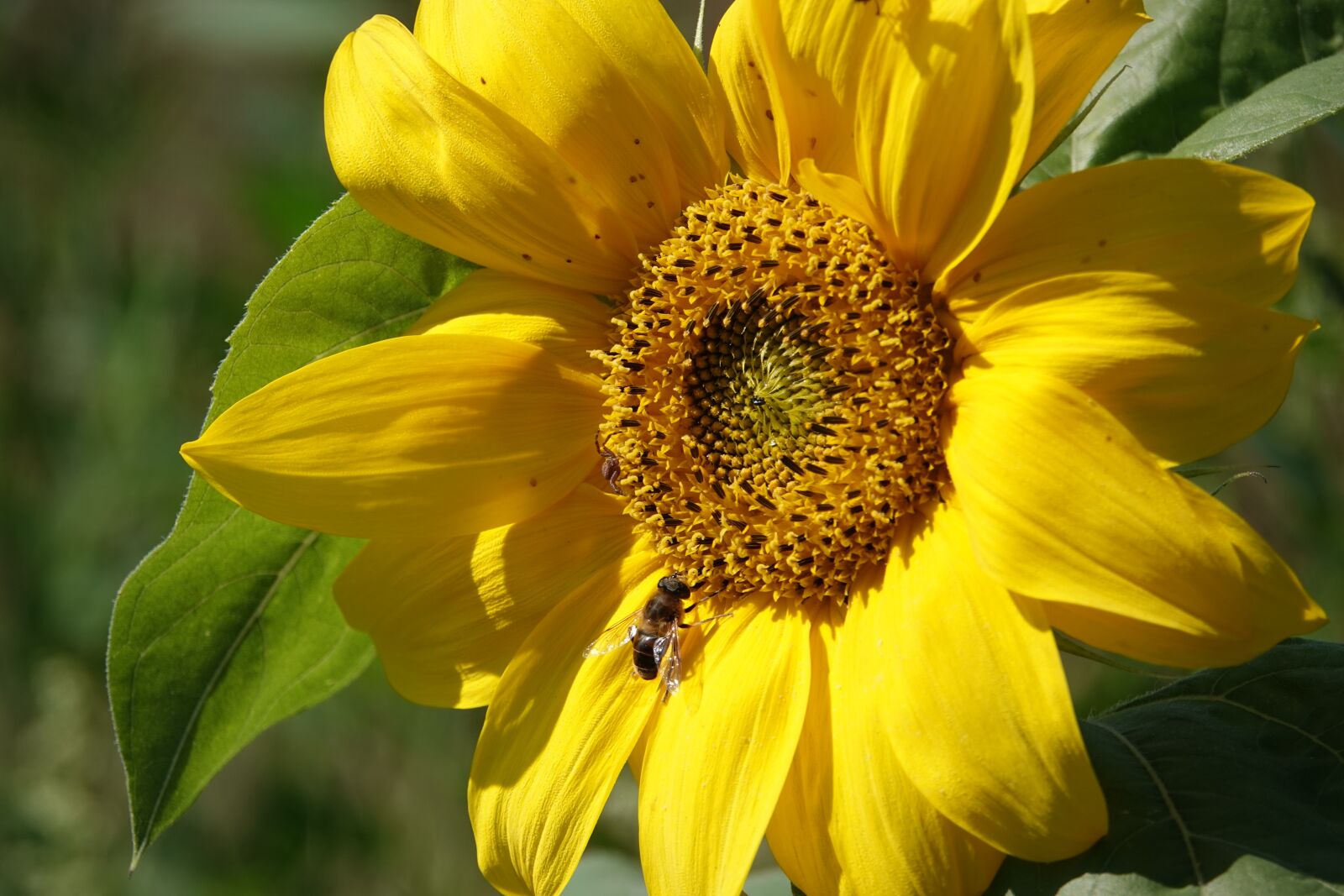 Sony Cyber-shot DSC-RX10 IV sample photo. Sunflower, bee, flower photography