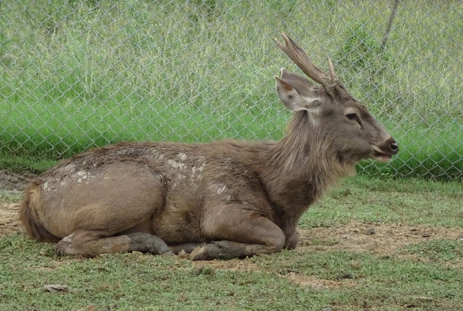 Sony Cyber-shot DSC-HX90V sample photo. Sambar, rusa unicolor, wildlife photography