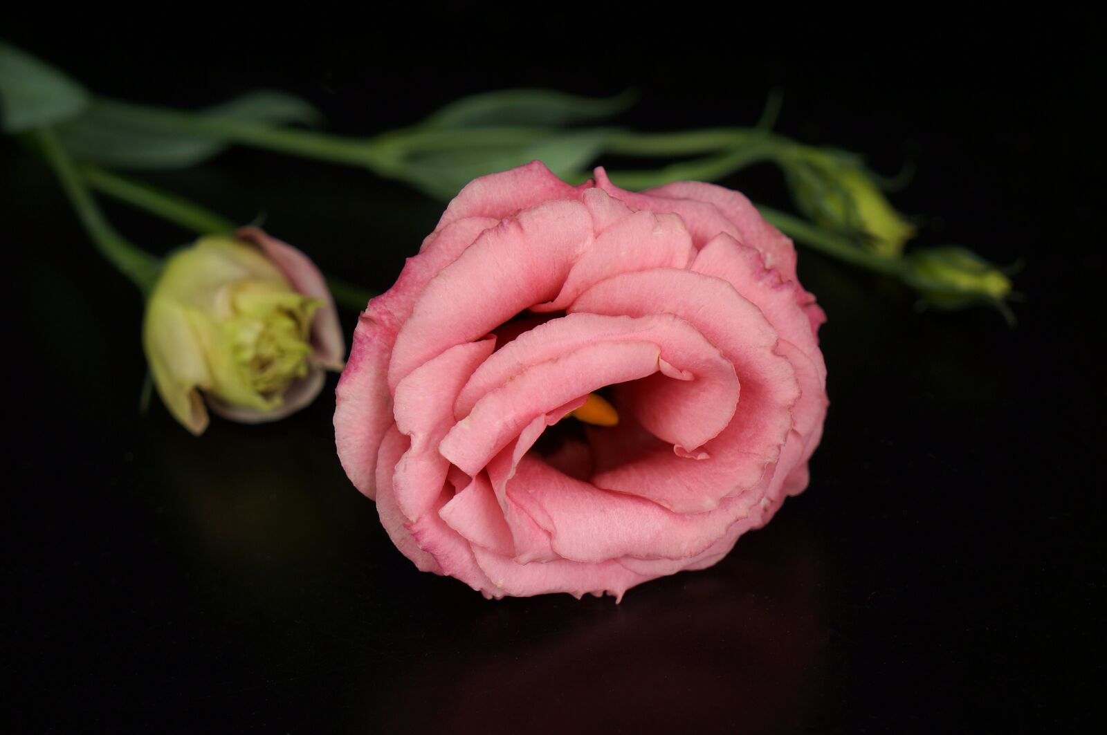 Sony Alpha NEX-F3 + Sony E 18-55mm F3.5-5.6 OSS sample photo. Flowers lisianthus, pink, flowers photography