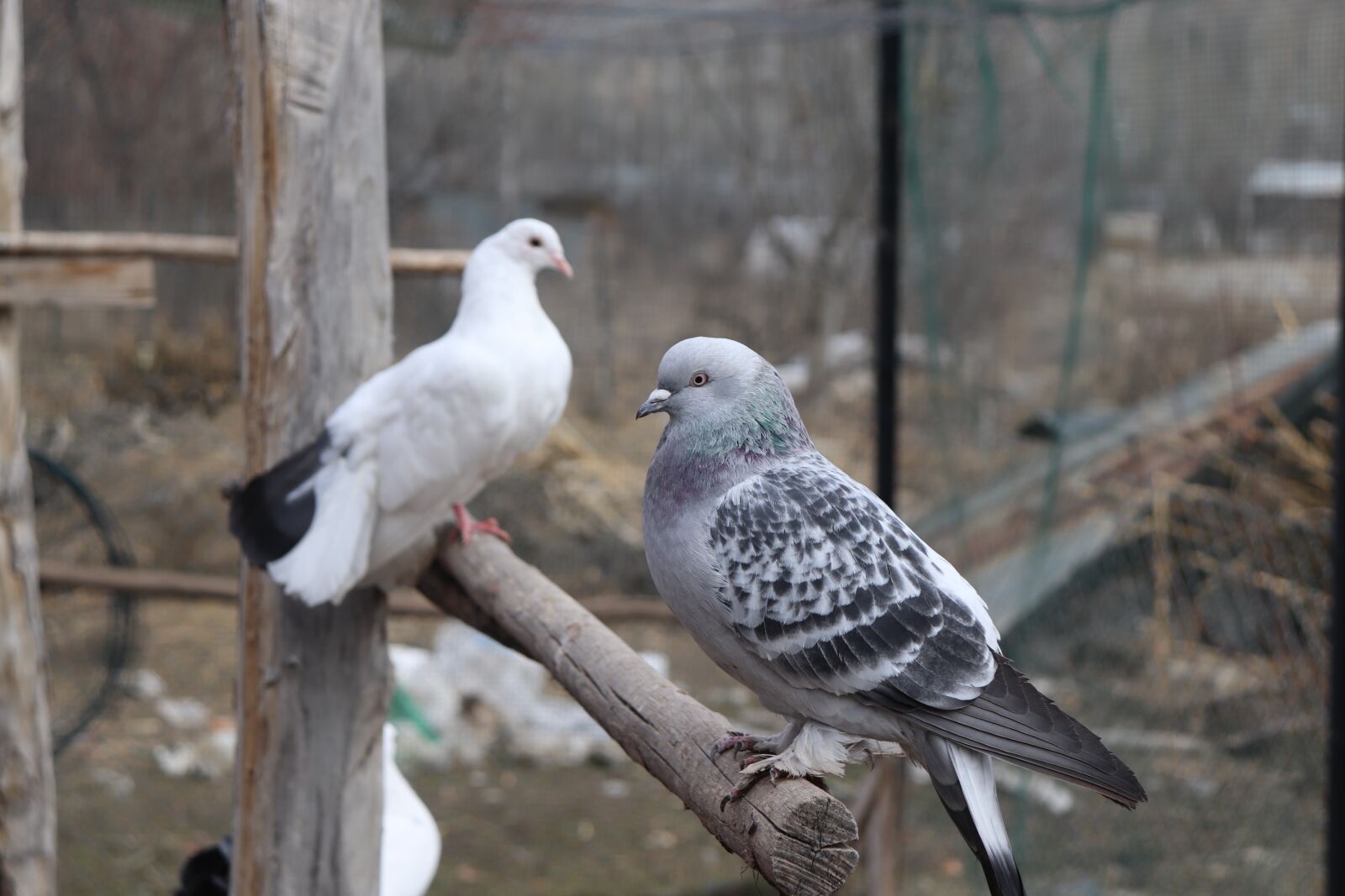 Canon EOS 200D (EOS Rebel SL2 / EOS Kiss X9) sample photo. Pigeon, one-legged pigeon, tumbler photography
