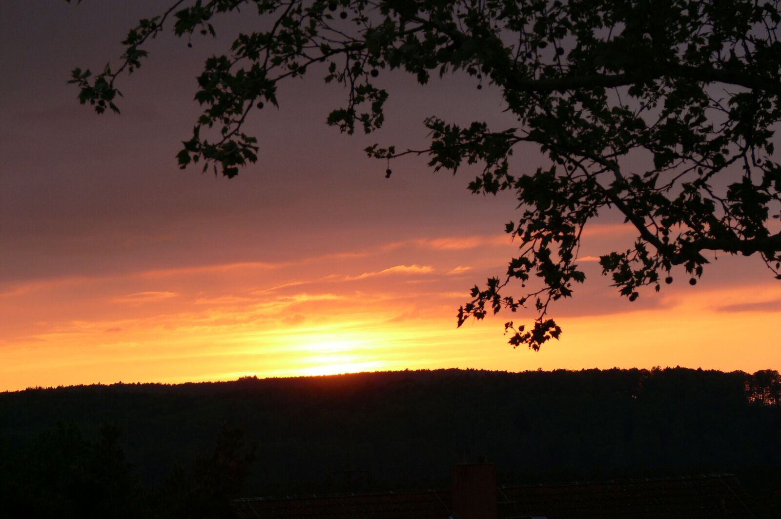 Panasonic DMC-FZ30 sample photo. Sunset, tree branch in photography