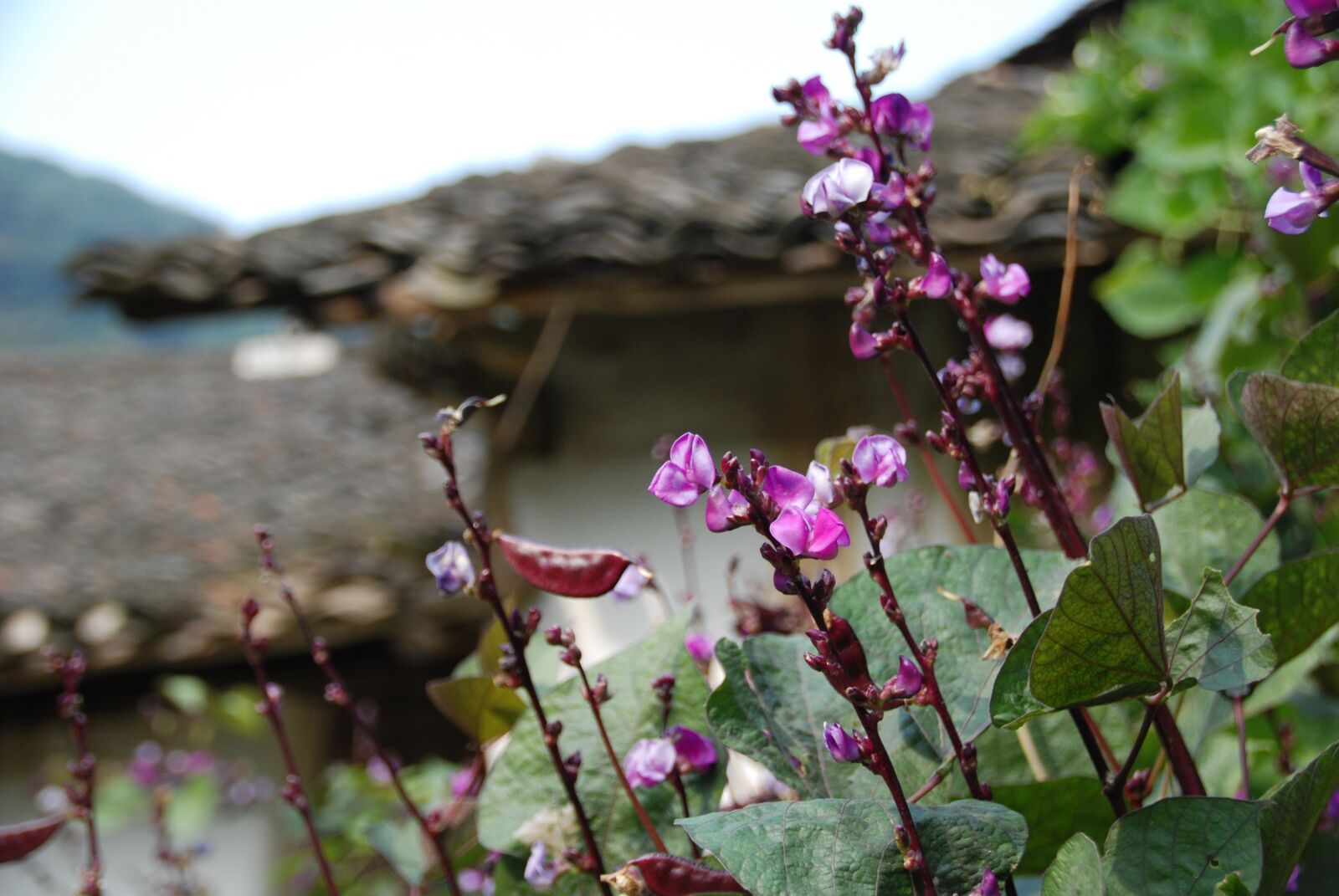Nikon D40X sample photo. The scenery, flower, spring photography