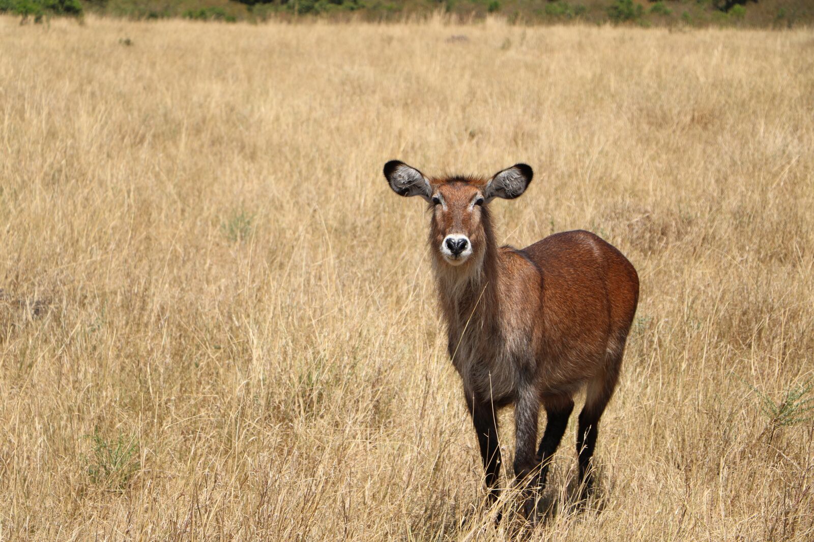 Canon EOS 760D (EOS Rebel T6s / EOS 8000D) sample photo. Mammal, grass, field photography