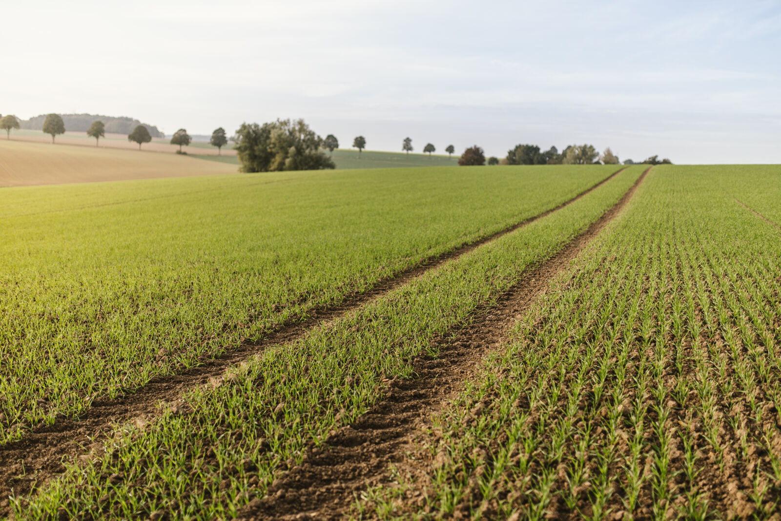 Canon EOS 6D + Sigma 35mm F1.4 DG HSM Art sample photo. Autumn, blue, field, green photography