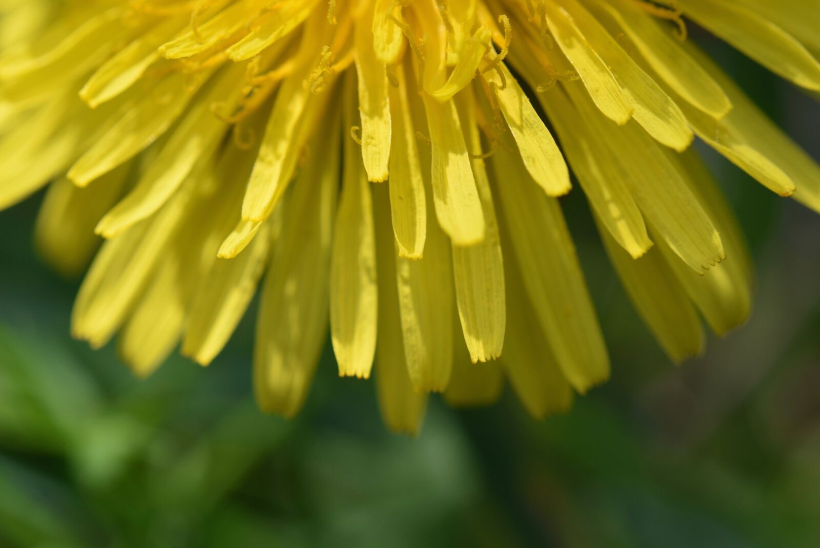 Nikon D5600 sample photo. Flower, petals of flowers photography