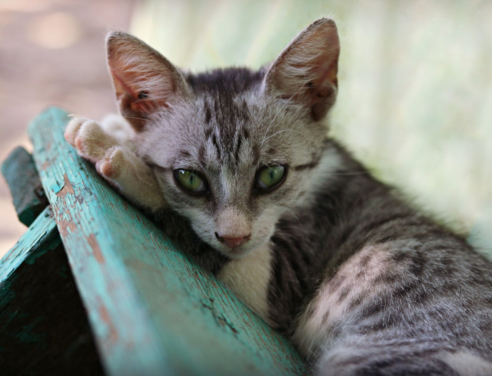 Canon EF-S 60mm F2.8 Macro USM sample photo. Cat, small, about photography