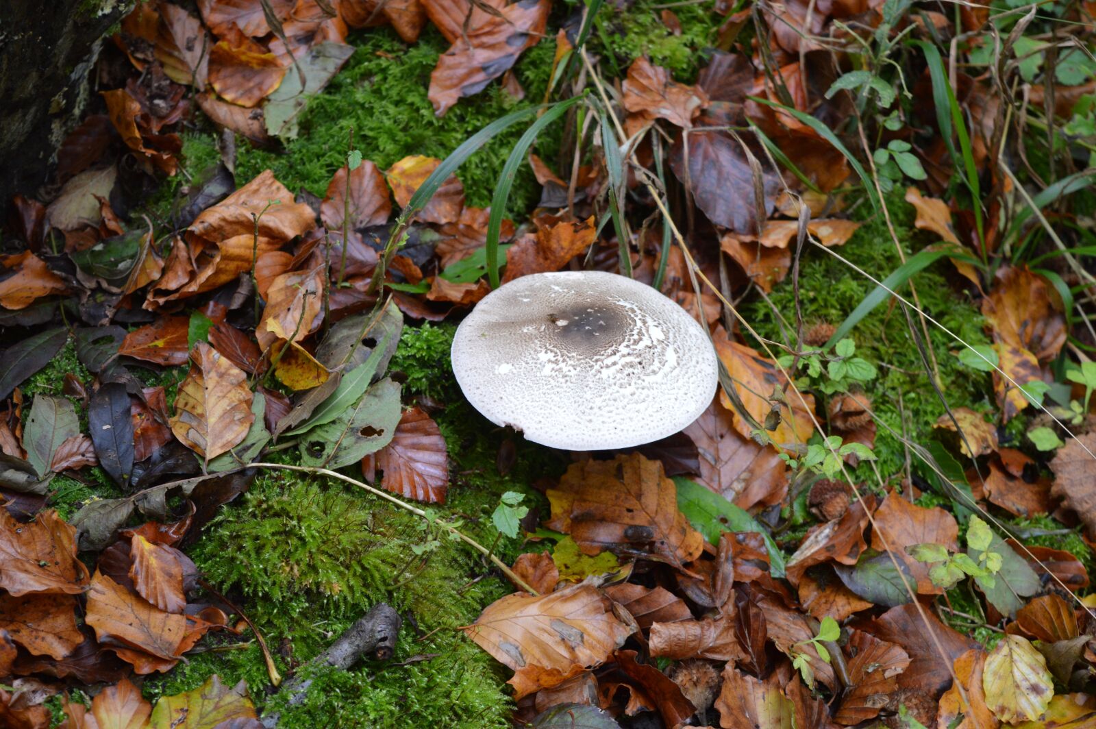 Nikon D3200 sample photo. Mushroom, fungi, fungus photography