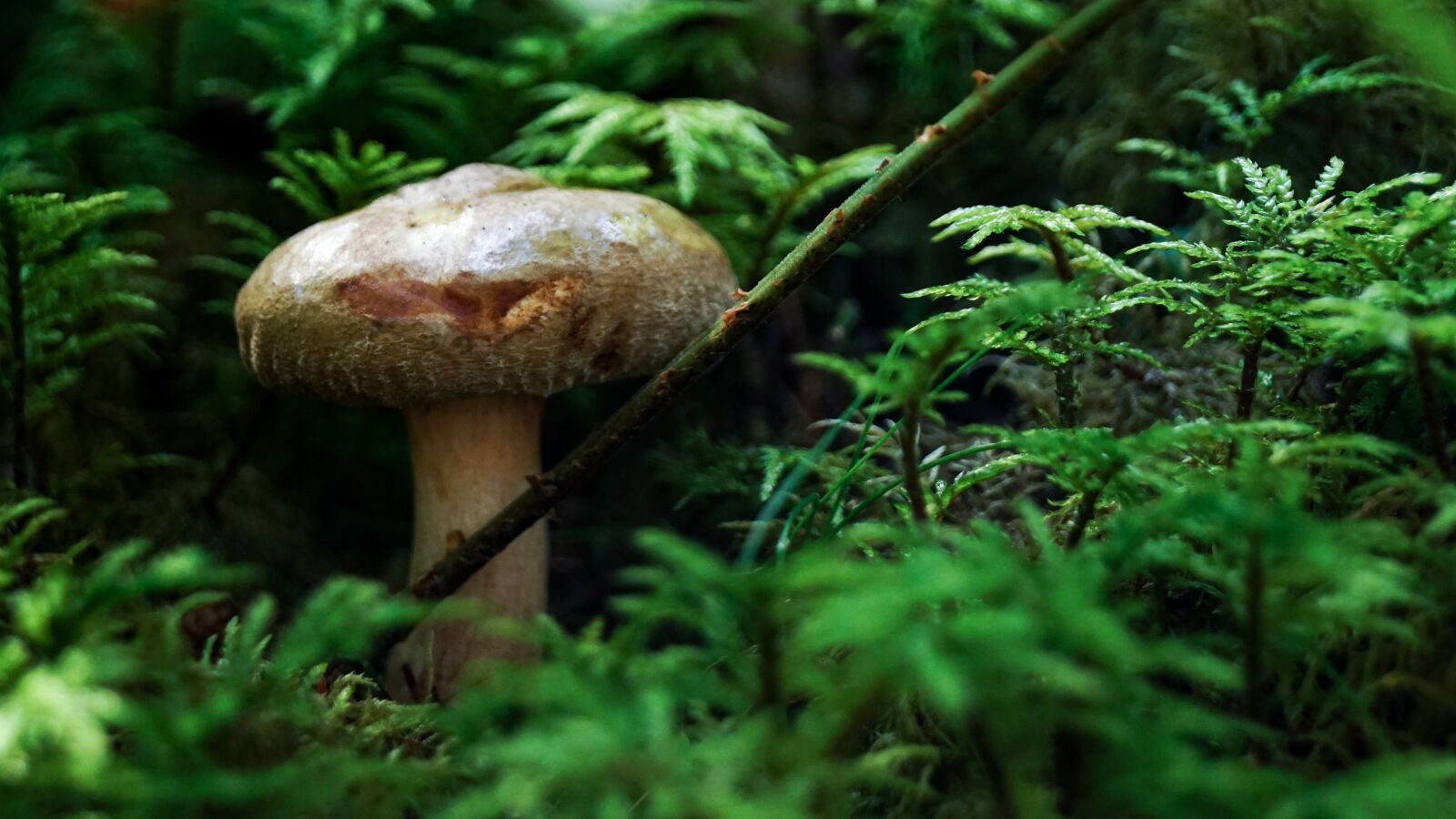 Sony SLT-A68 + Sony DT 18-55mm F3.5-5.6 SAM II sample photo. Mushroom, nature, forest photography