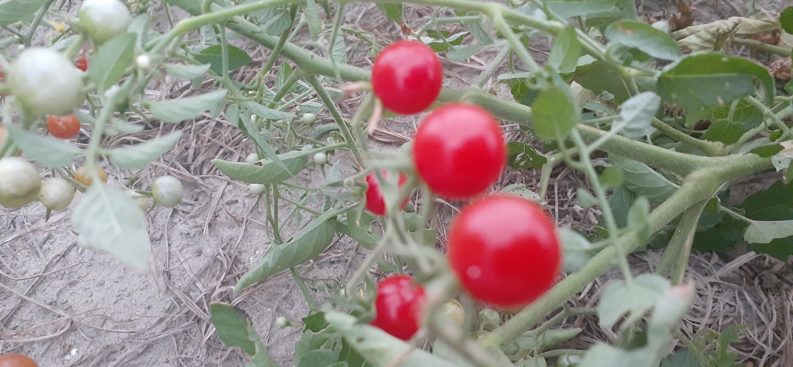 Samsung Galaxy A20 sample photo. Red, fruit, green photography