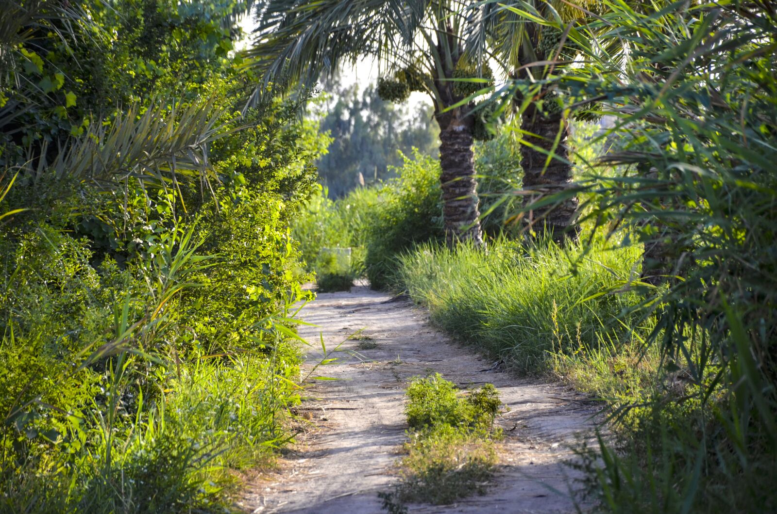 Nikon D7000 sample photo. Path, forest, trees photography