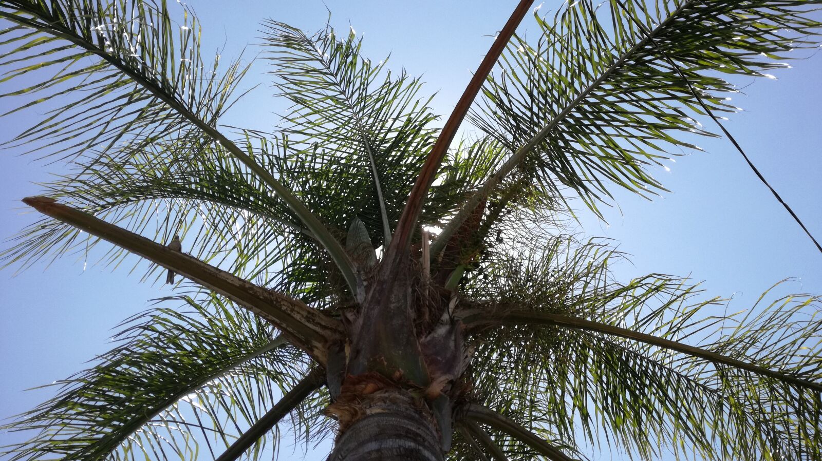 HUAWEI P9 LITE sample photo. Nature, palma, green photography