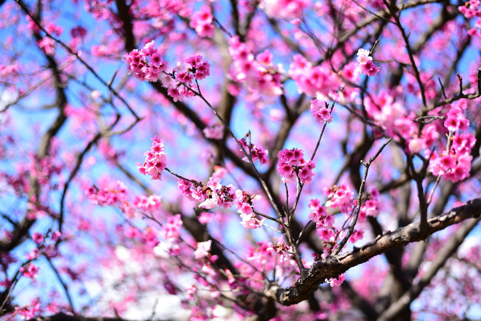Nikon D750 sample photo. Plant, flower, cherry blossom photography