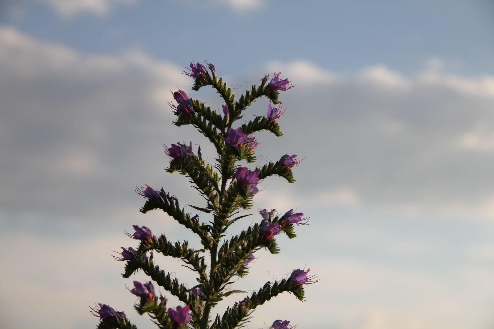 Canon EOS 550D (EOS Rebel T2i / EOS Kiss X4) sample photo. Summer, clouds, sky photography