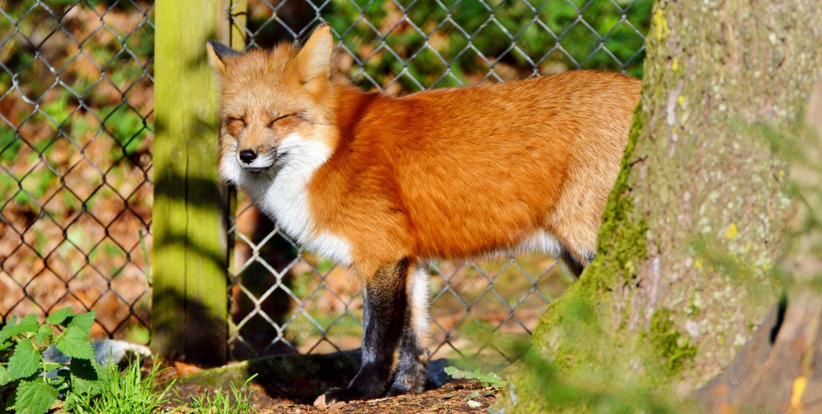 Nikon D3200 sample photo. Fuchs, red fox, predator photography