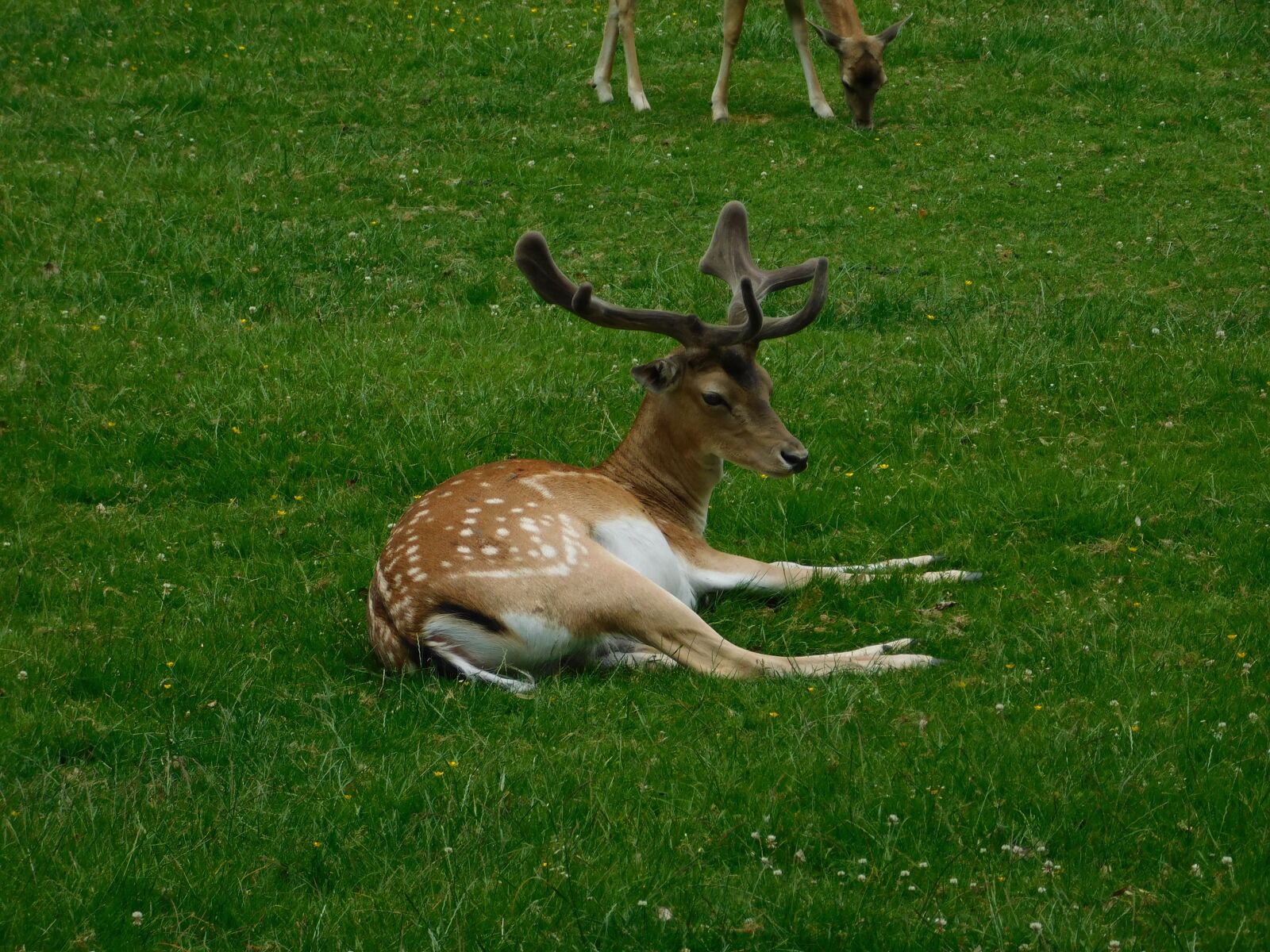 Nikon Coolpix B500 sample photo. Hirsch, roe deer, oberursel photography
