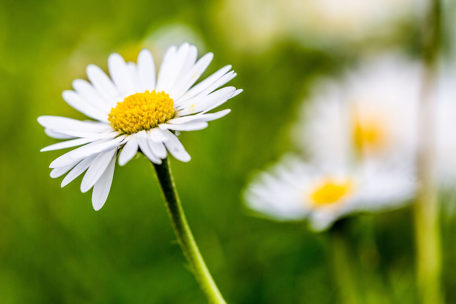 Canon EF 100mm F2.8L Macro IS USM sample photo. Nature, plant, flower photography