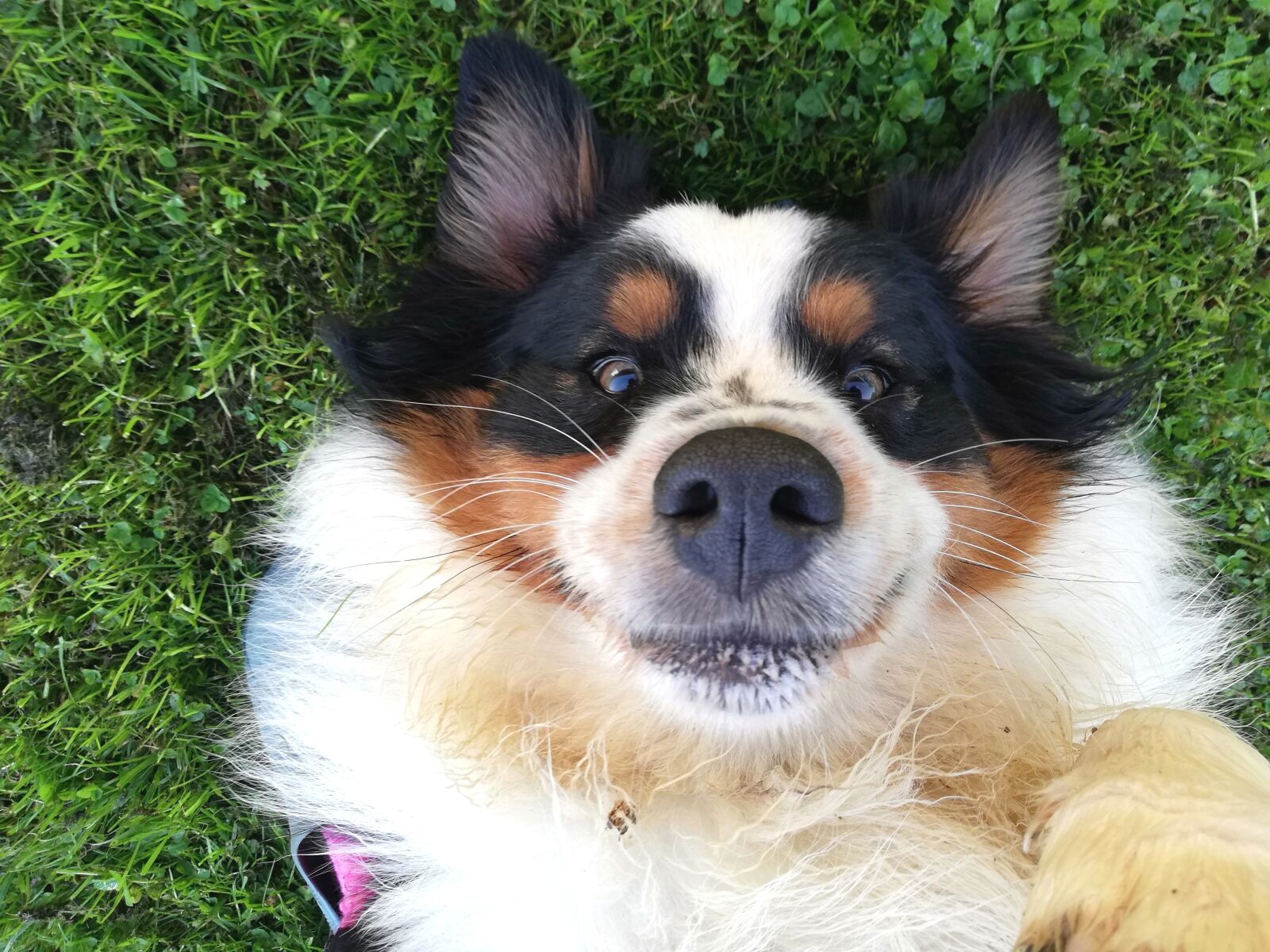 HUAWEI P20 lite sample photo. Dog, funny, cheerful photography