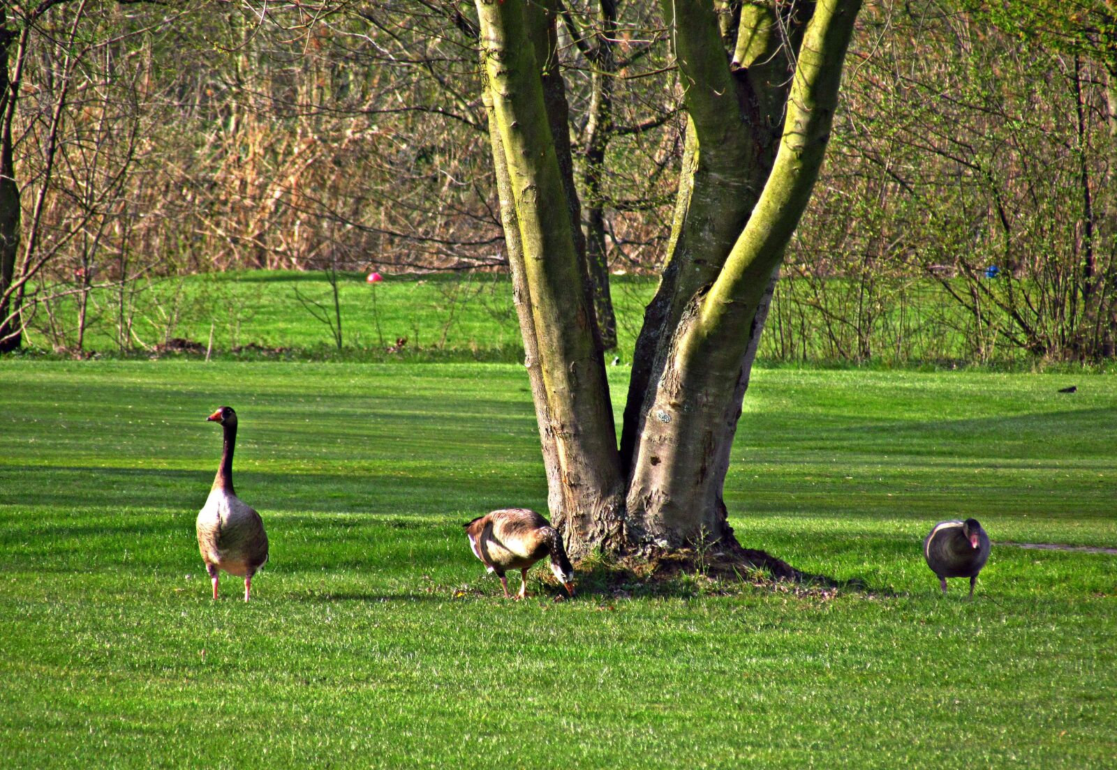 Canon PowerShot SX30 IS sample photo. Meadow, geese, birds photography