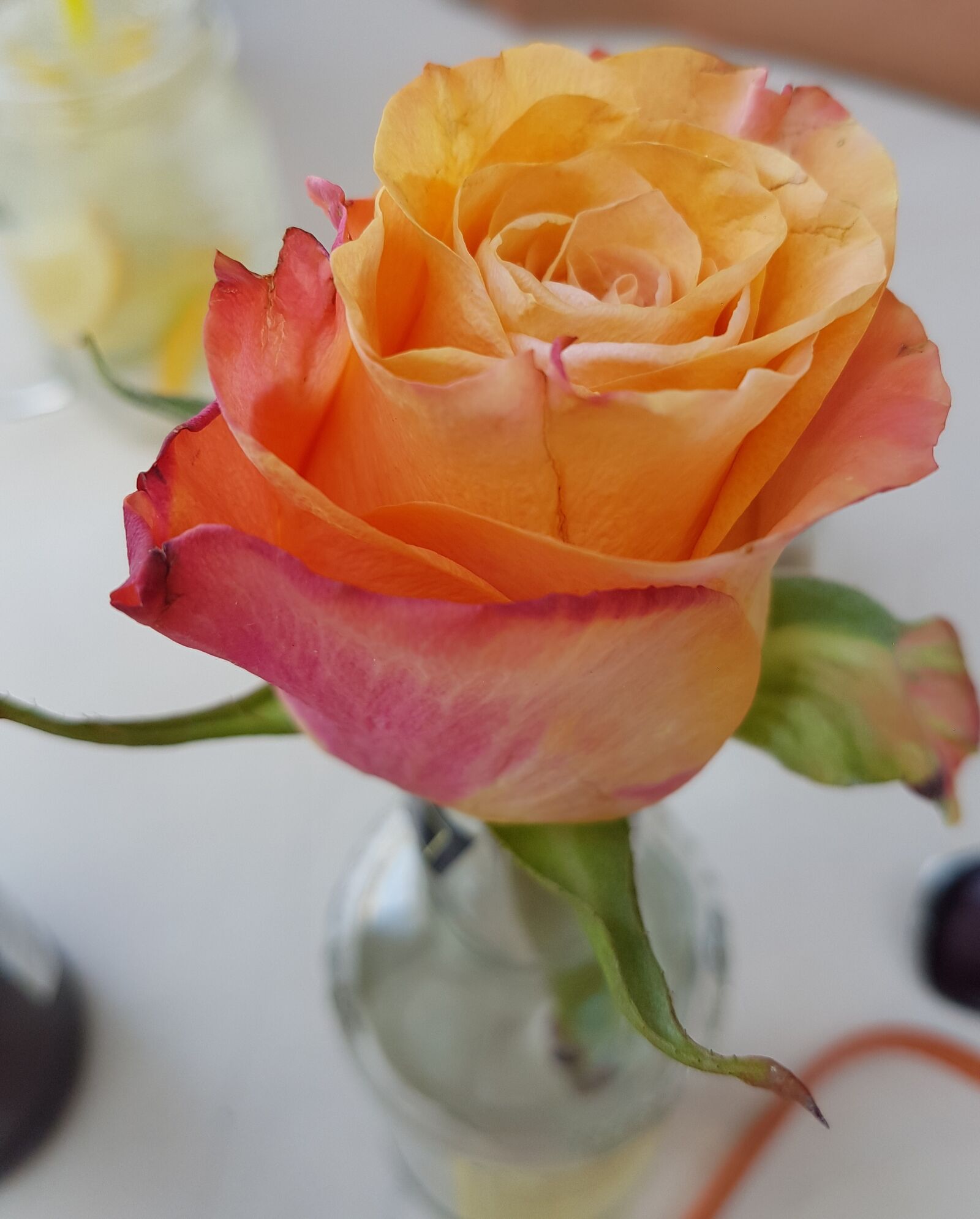 Samsung Galaxy S7 Edge sample photo. Rose, flower, colors photography