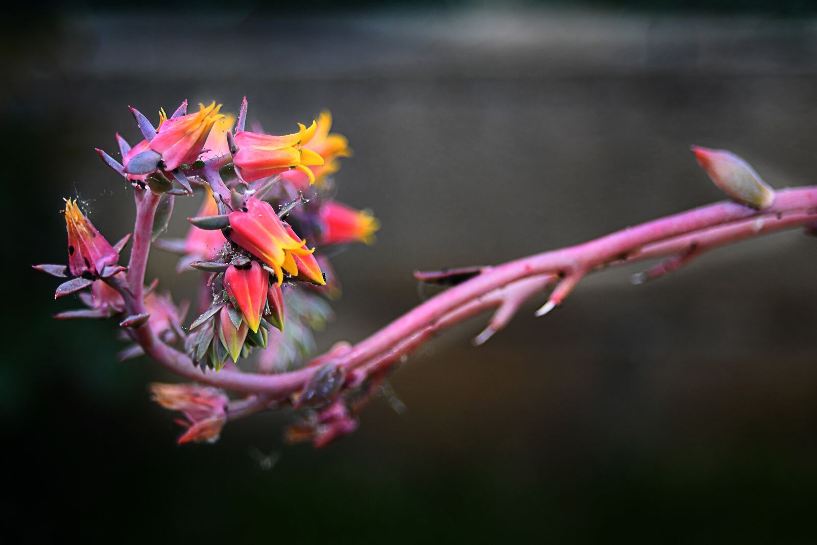 Nikon D850 sample photo. Flowers, cactus, nature photography
