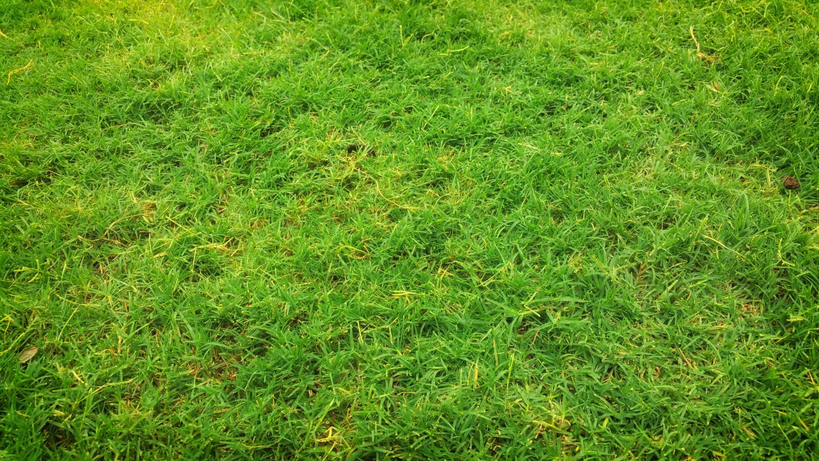 Samsung Galaxy Note4 sample photo. Field, grass, grass field photography