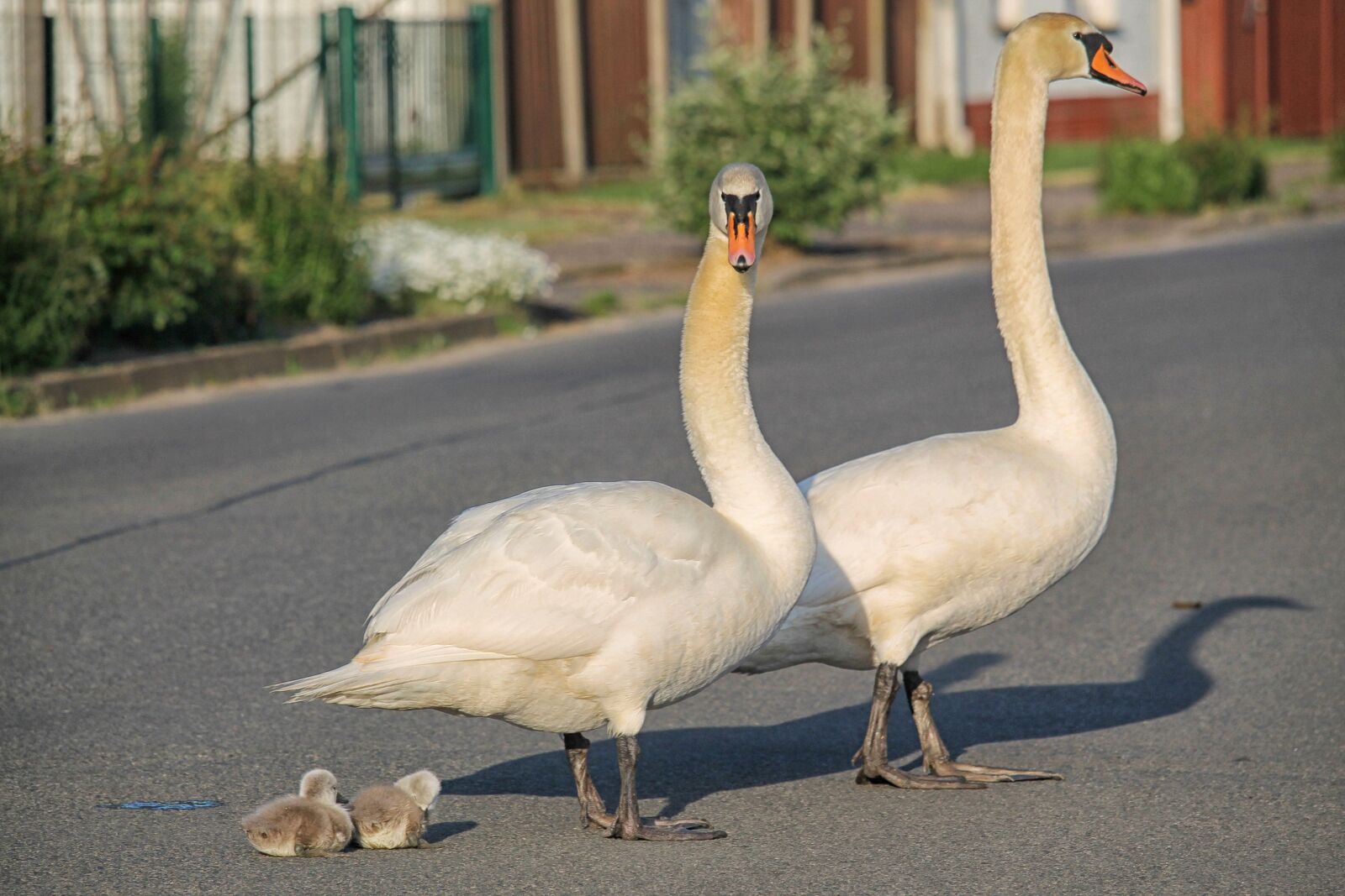Canon EF-S 55-250mm F4-5.6 IS STM sample photo. Swan family, baby swans photography