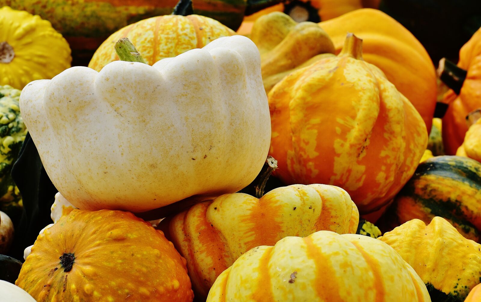 Nikon D7200 sample photo. Pumpkins, autumn, autumn decoration photography