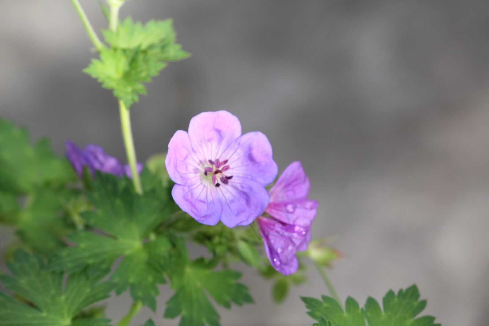 Canon EOS 600D (Rebel EOS T3i / EOS Kiss X5) + Canon EF-S 55-250mm F4-5.6 IS II sample photo. Flower, geranium, purple photography