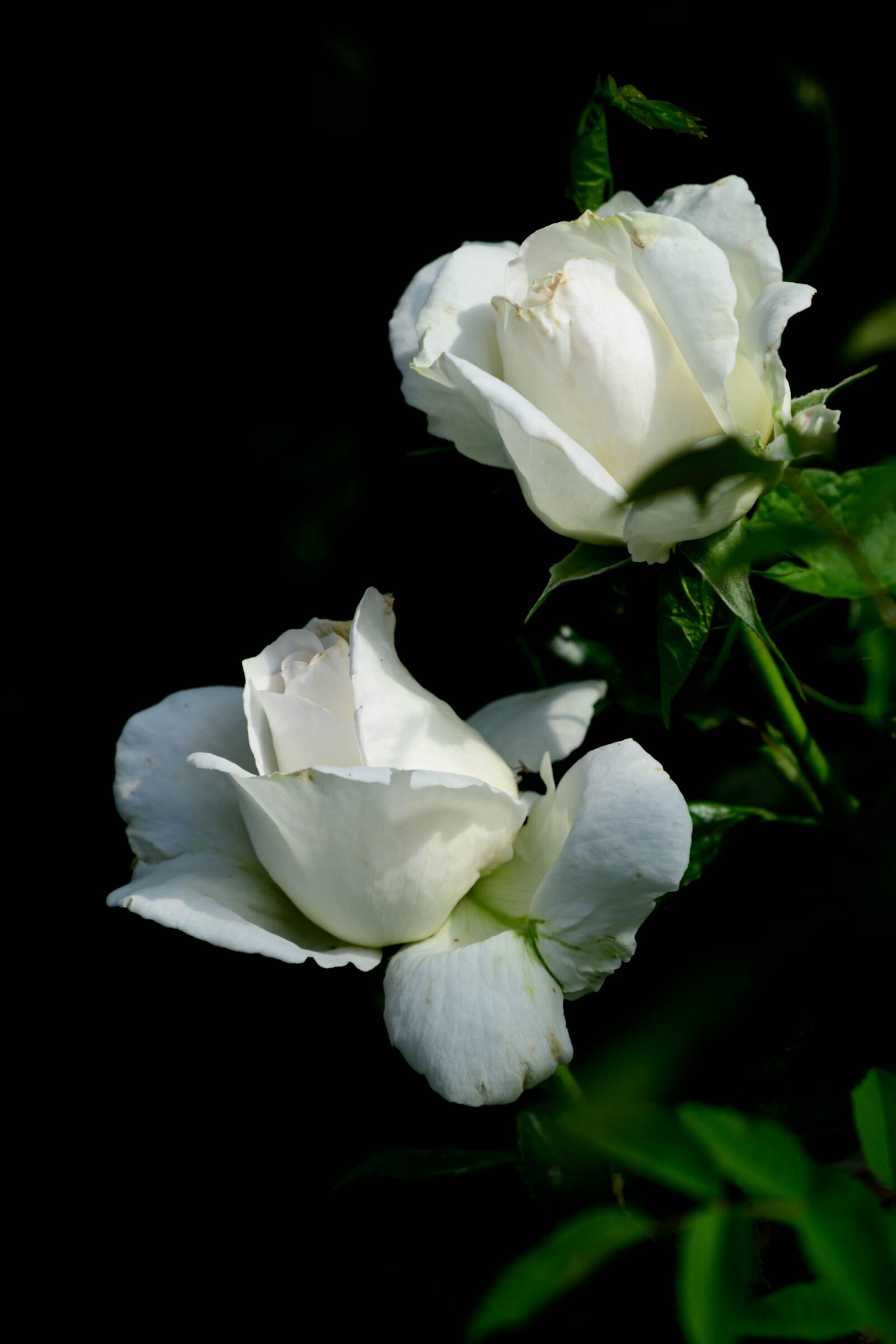 Nikon Z7 + Nikon Nikkor Z 24-70mm F4 S sample photo. Roses, white roses, flowers photography
