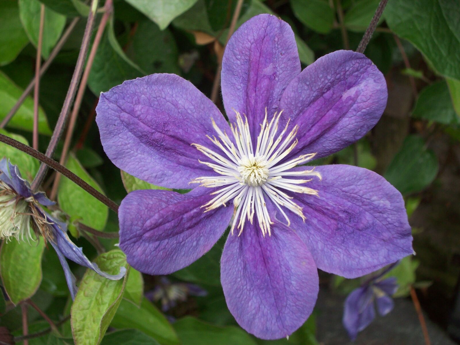 Kodak EASYSHARE M753 ZOOM DIGITAL CAMERA sample photo. Blue, flower, nature photography