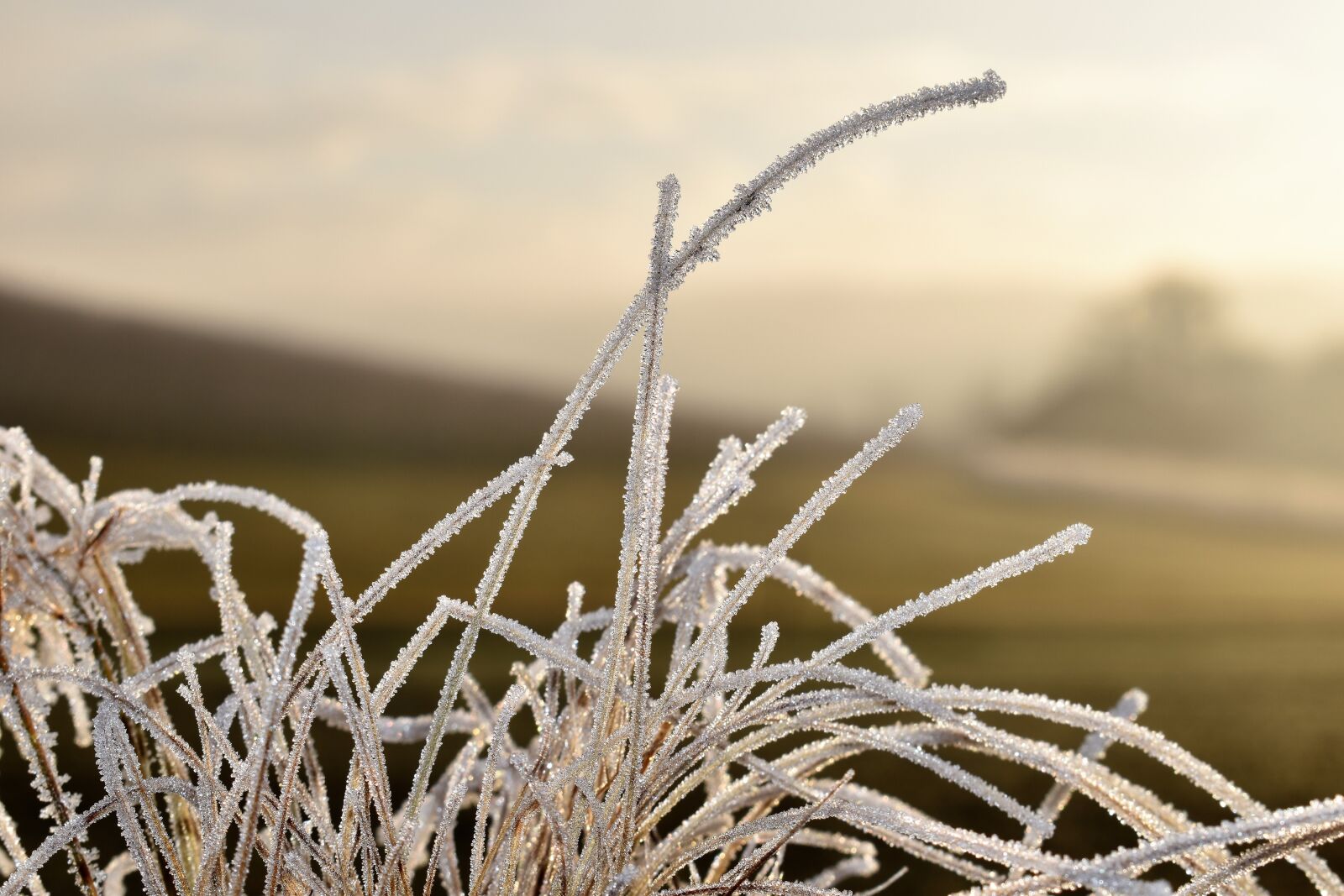 Nikon D5500 sample photo. Leaf, grass, frost photography