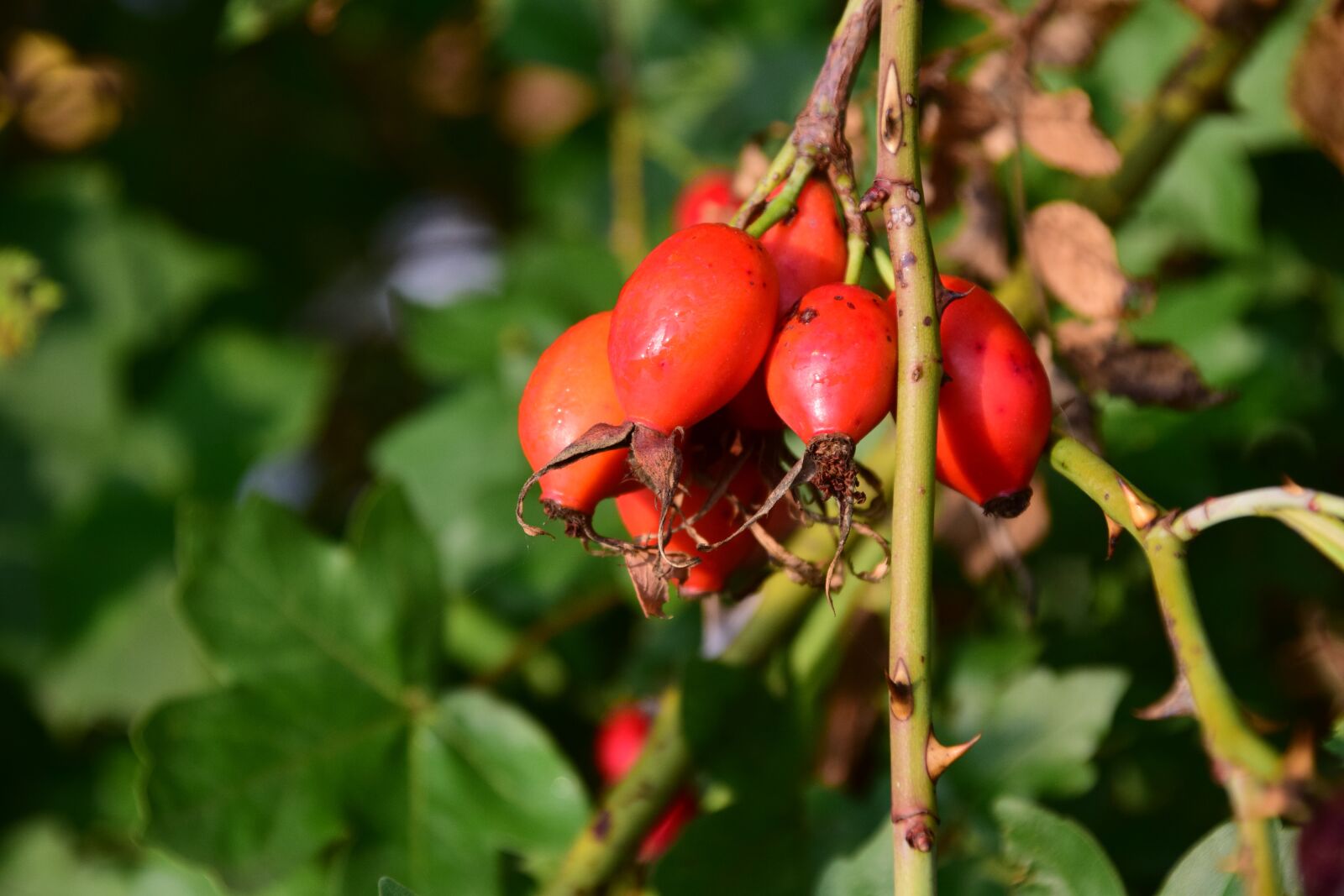 Nikon D3300 sample photo. Rose hip, ripe, forest photography