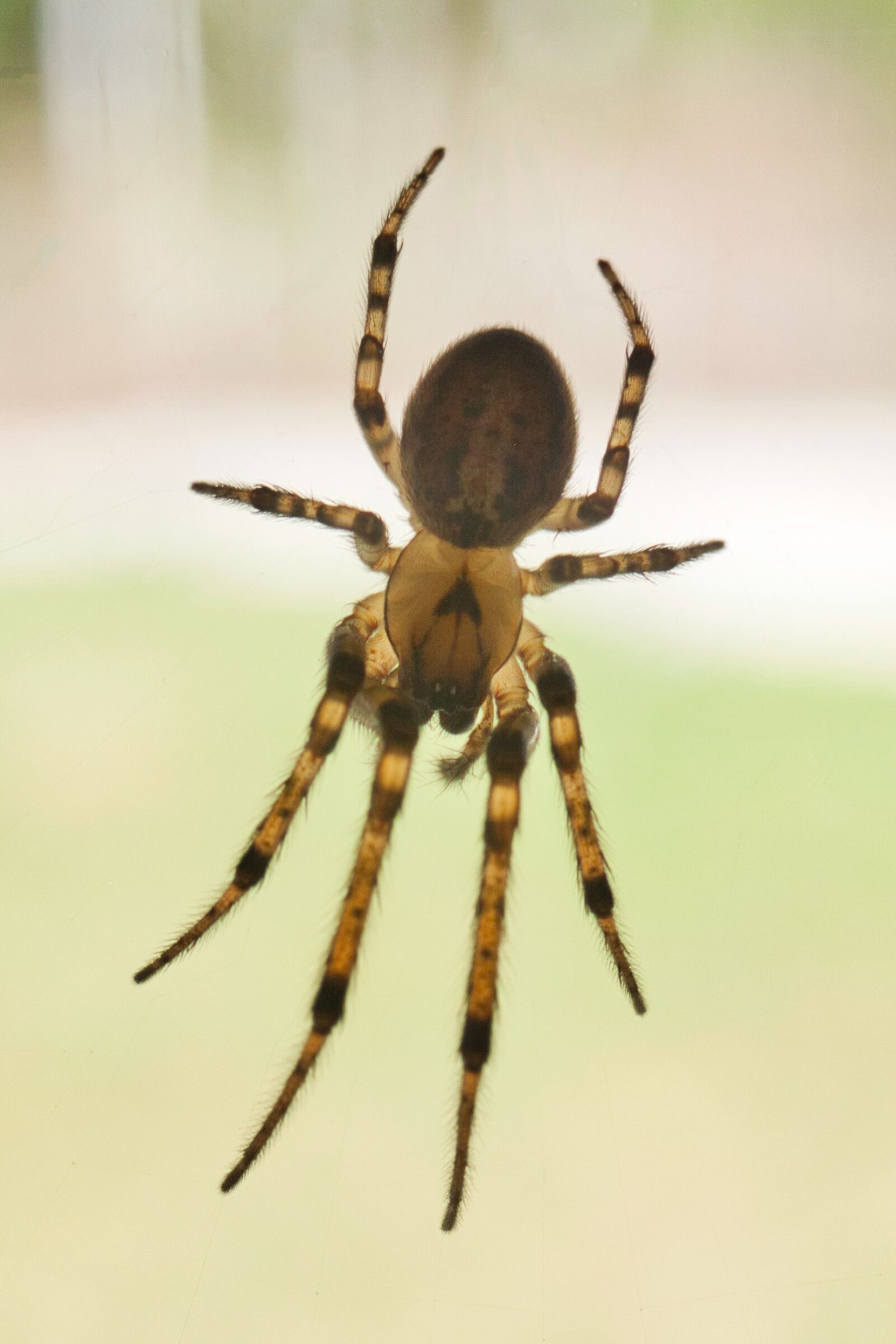 Canon EOS 1000D (EOS Digital Rebel XS / EOS Kiss F) sample photo. Spider, arachnid, insect photography