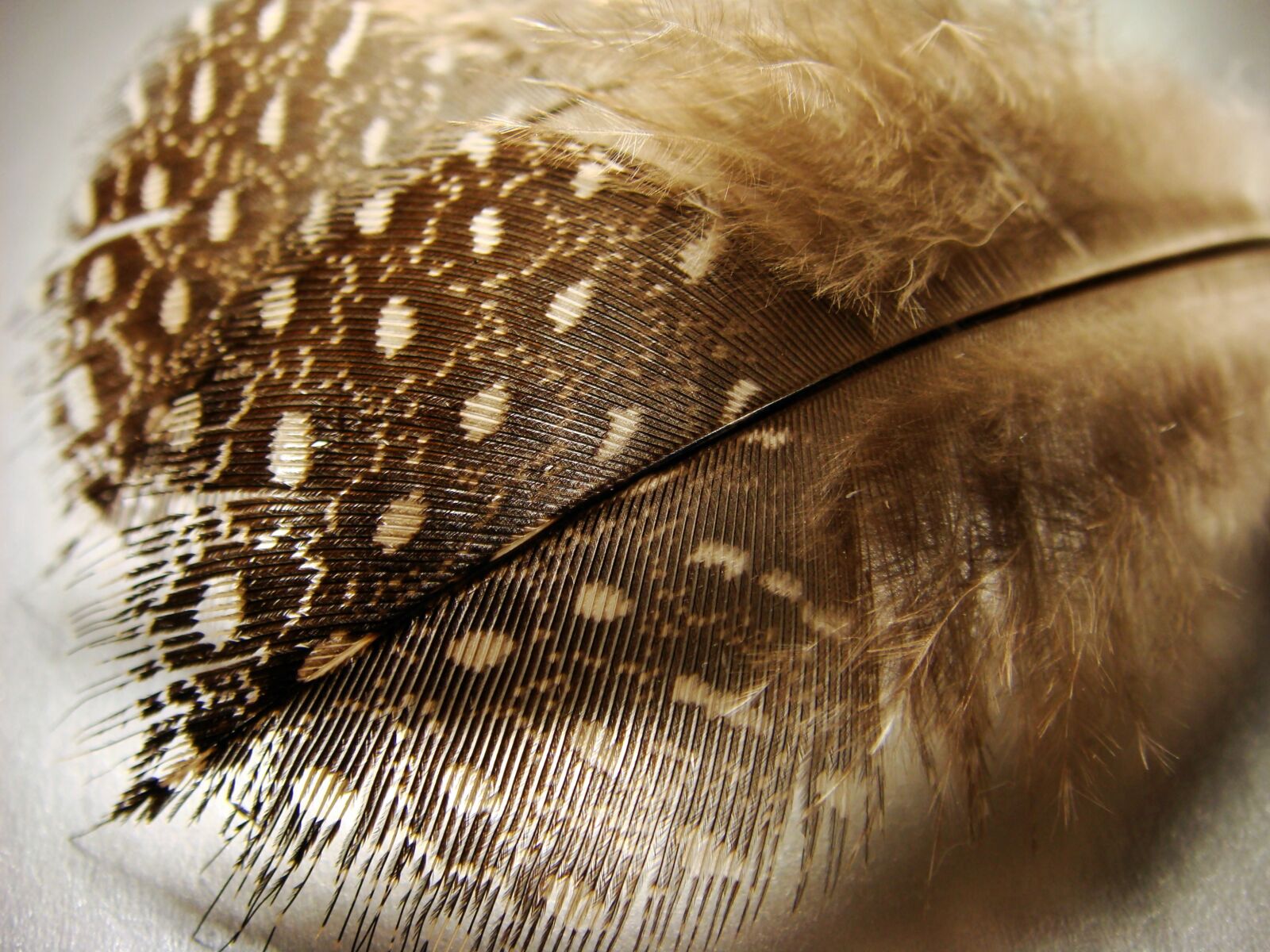 Sony DSC-T200 sample photo. Feather, helmeted guinea fowl photography