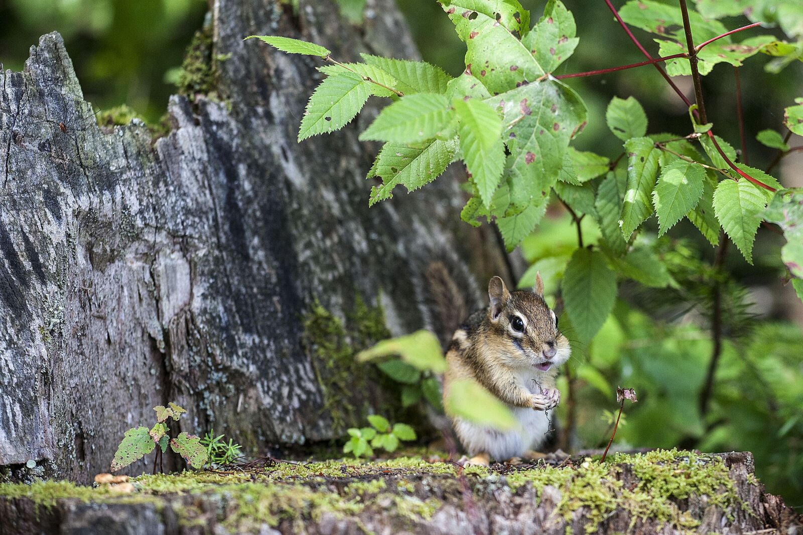Canon EOS 5D Mark II sample photo. Chipmunk, nature, animal photography