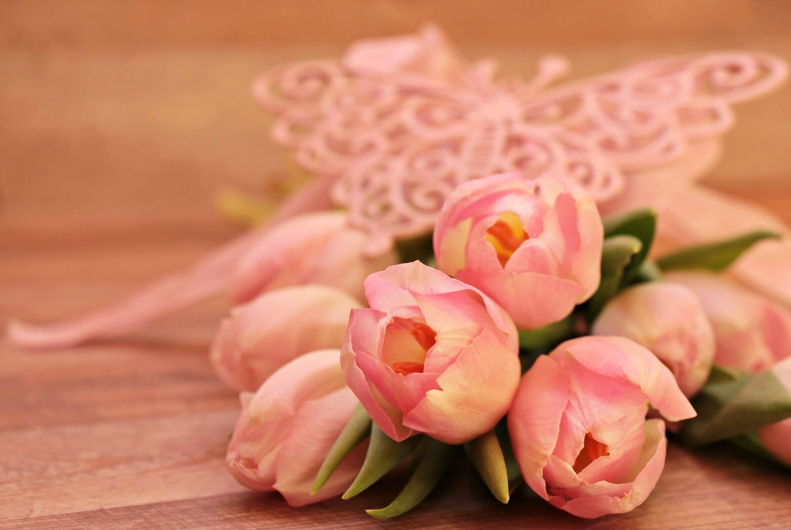 Canon EOS 550D (EOS Rebel T2i / EOS Kiss X4) sample photo. Flower, nature, rose, pink photography