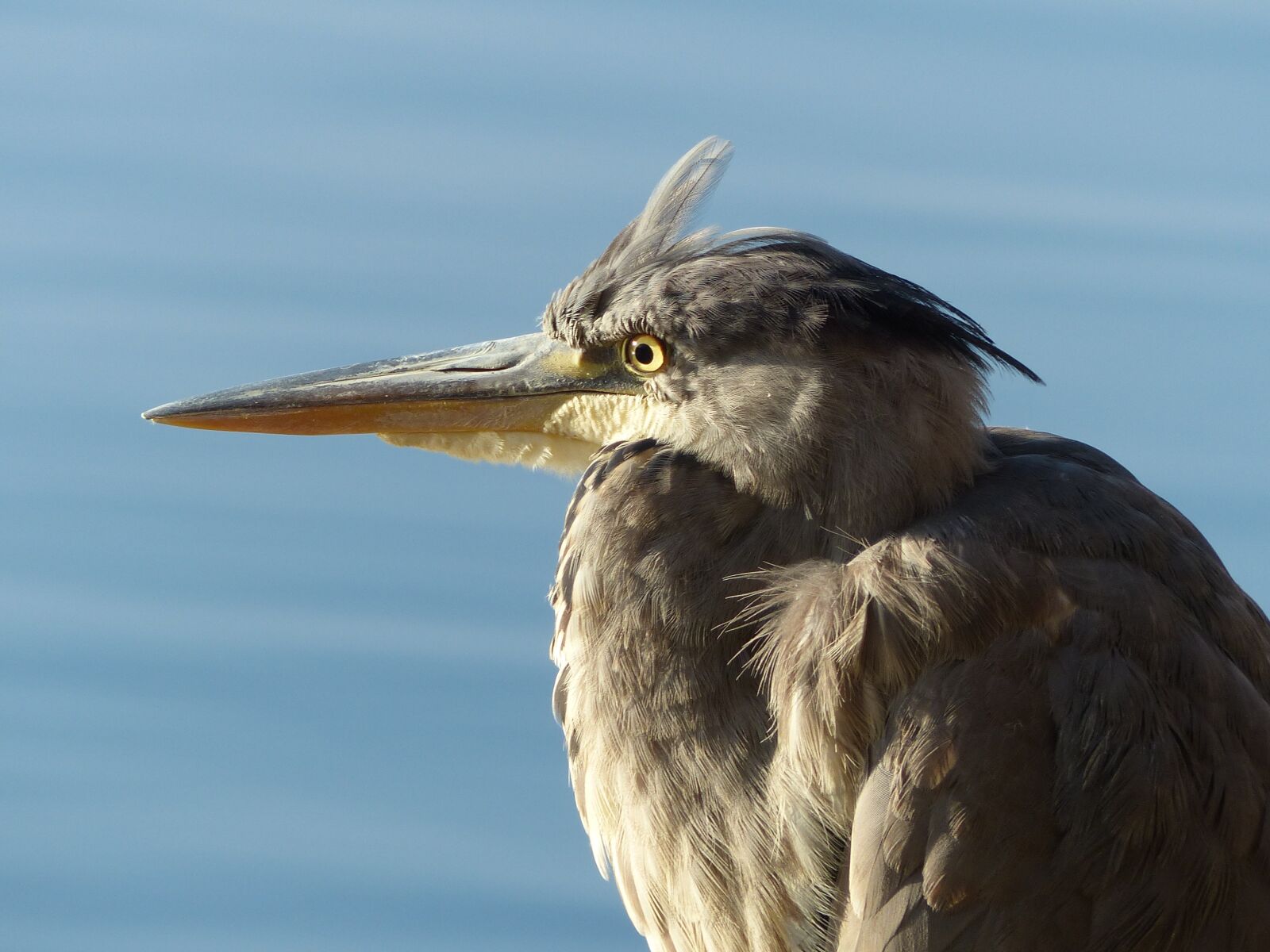 Panasonic Lumix DMC-FZ200 sample photo. Bird, water, water bird photography