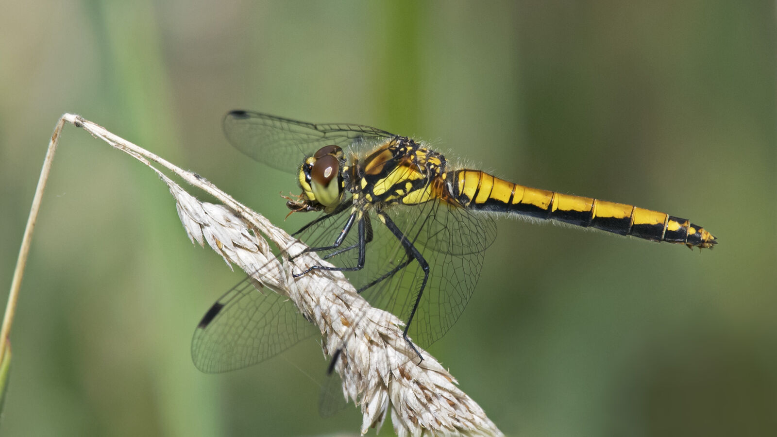 Nikon D500 sample photo. Black, darter, dragonfly, eating photography
