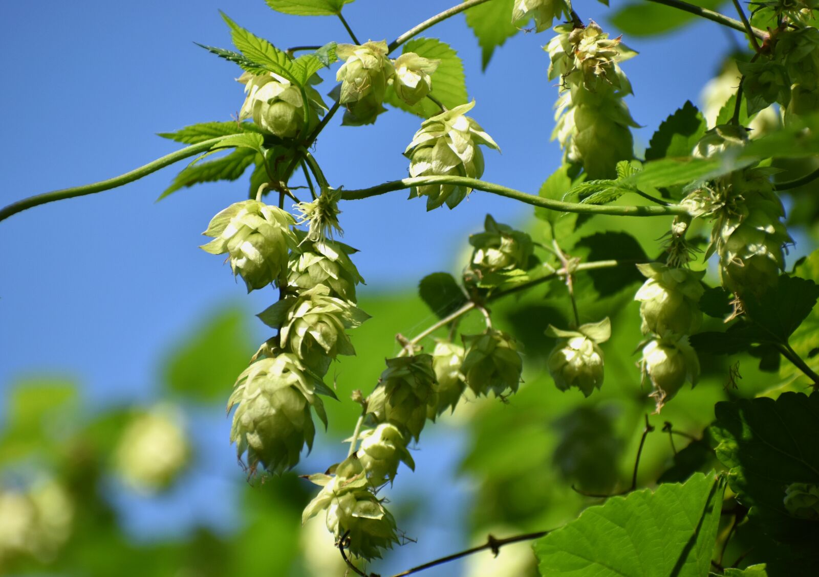 Nikon D5600 sample photo. Hops, plant, nature photography