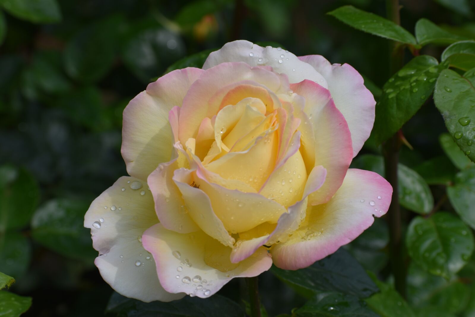 Nikon D3500 sample photo. Flowers, spring, flora photography
