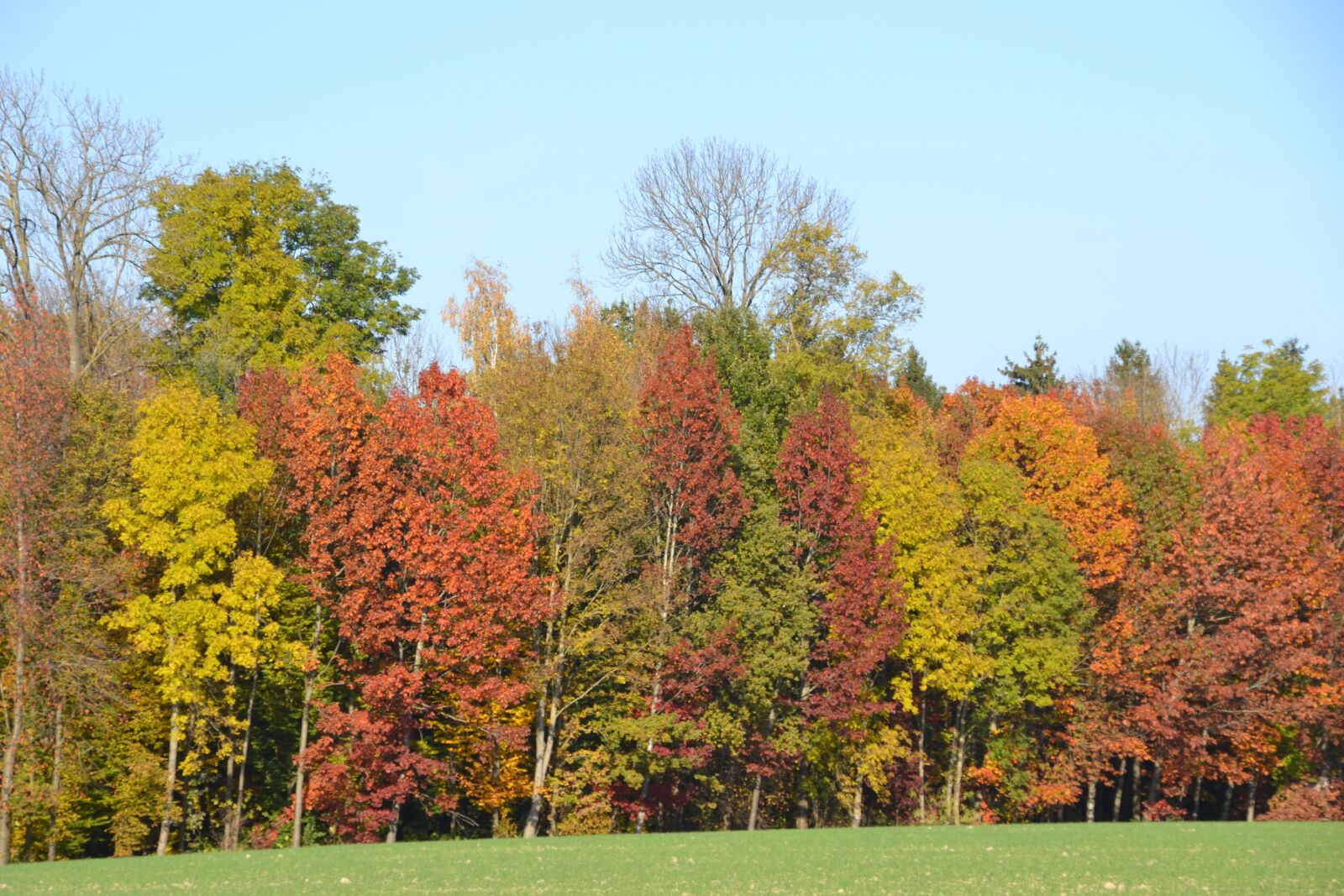 Nikon D3100 sample photo. Autumn, colorful, autumn colours photography