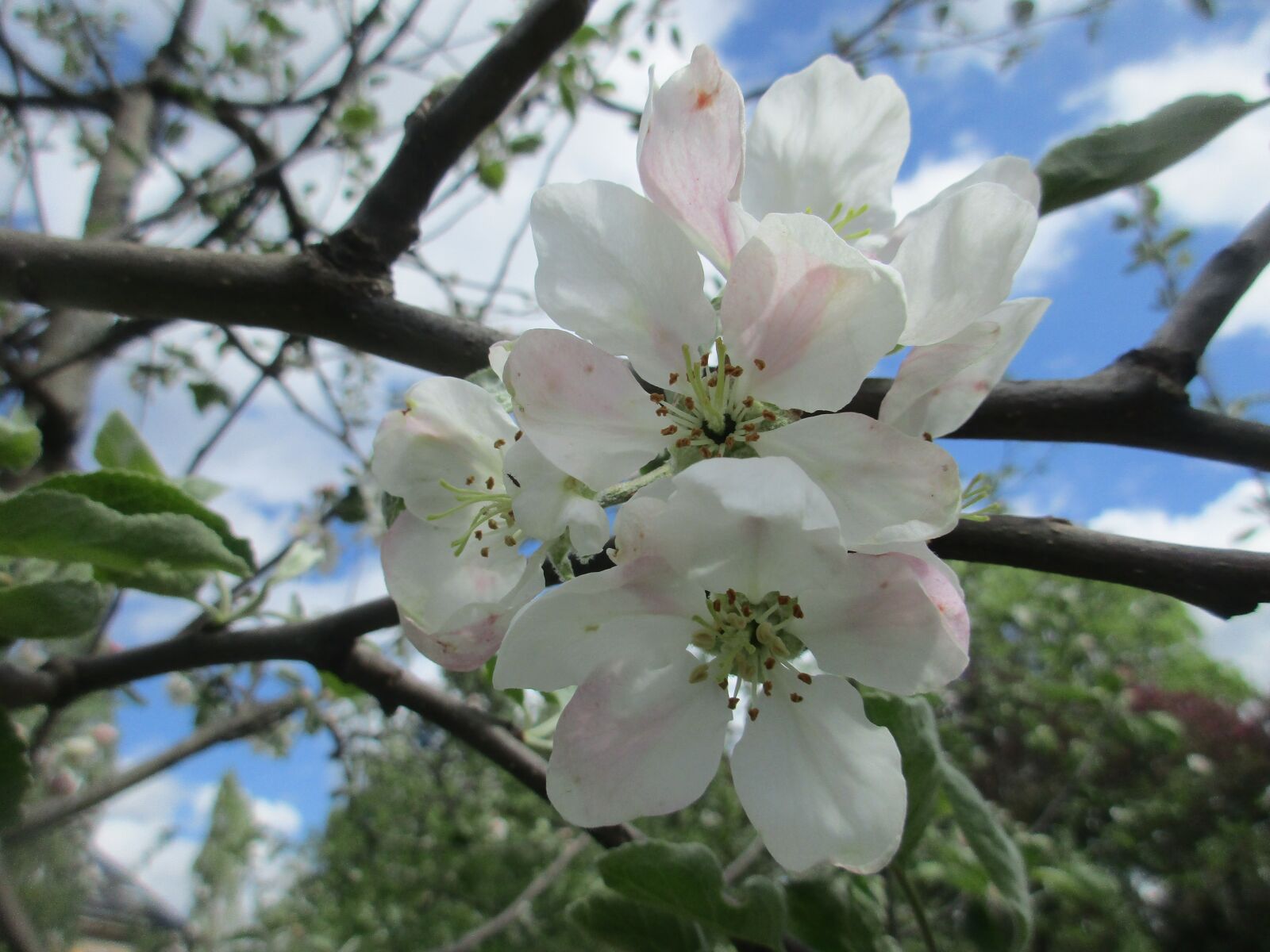 Canon PowerShot ELPH 170 IS (IXUS 170 / IXY 170) sample photo. Apple blossom, apple tree photography