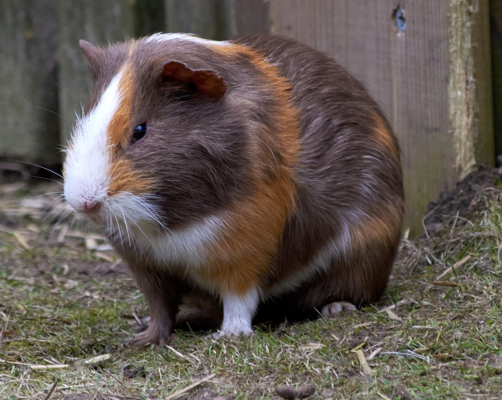 Nikon D5300 sample photo. Guinea pig, rodent, mammals photography