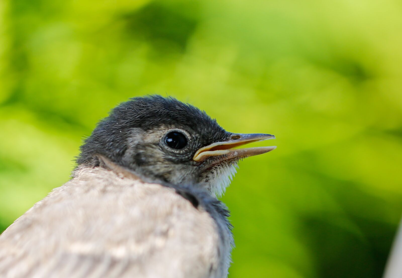 Canon EF 100mm F2.8L Macro IS USM sample photo. White wagtail, young bird photography
