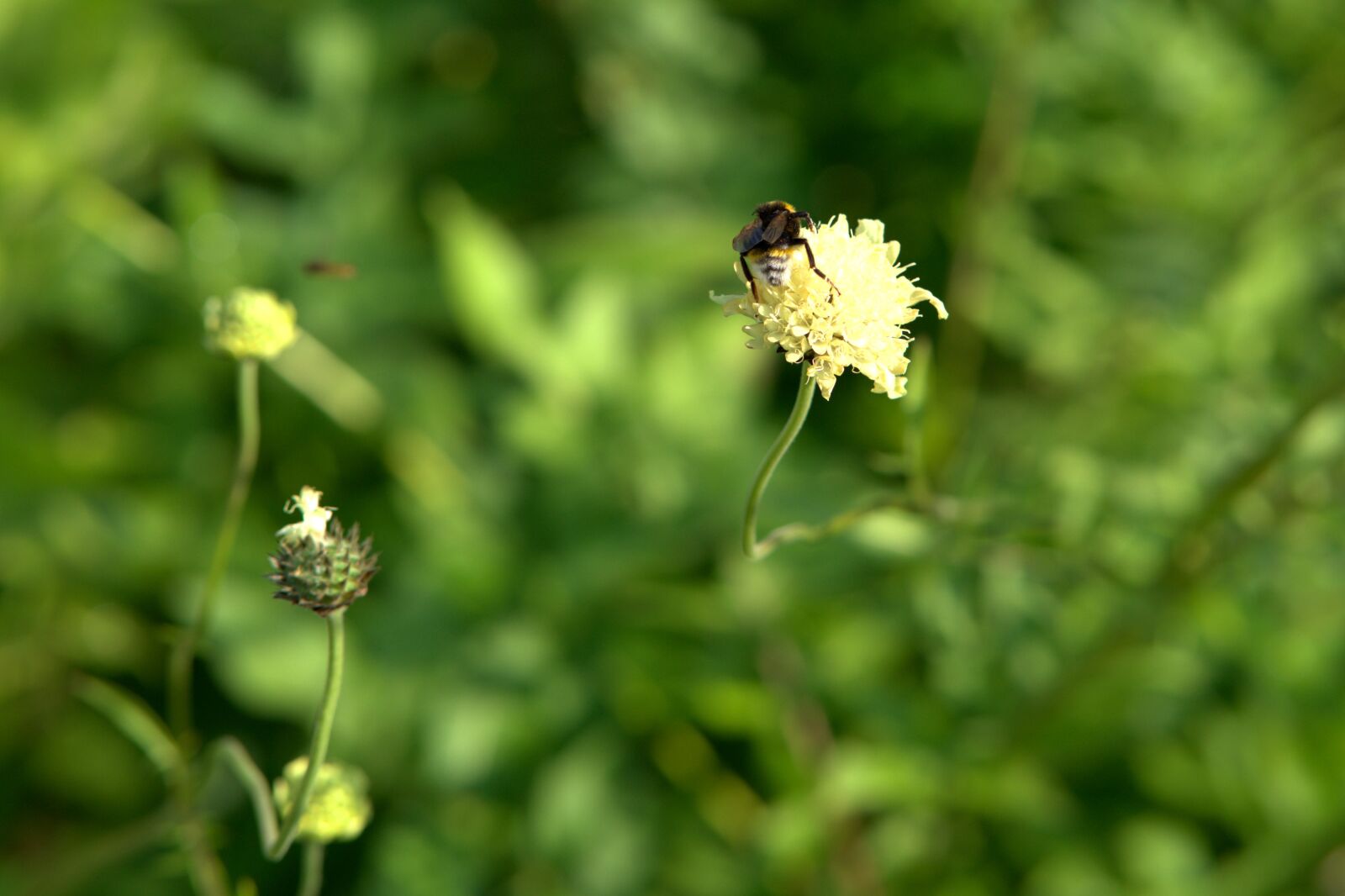 Sony a7 II + Sony FE 85mm F1.8 sample photo. Hummel, sprinkle, pollination photography