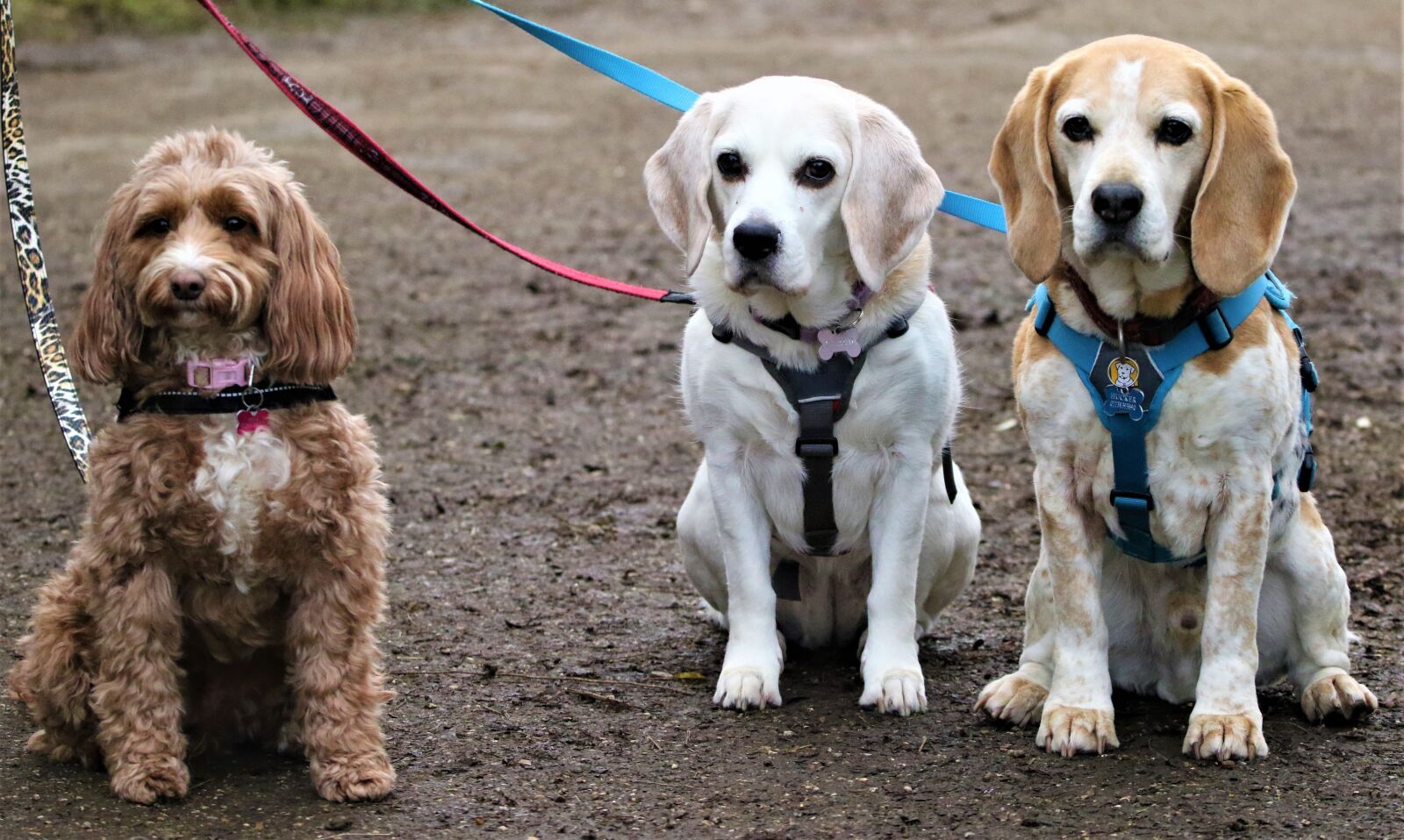 150-600mm F5-6.3 DG OS HSM | Contemporary 015 sample photo. Dogs, pets, cute photography